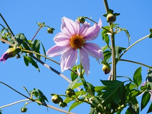 花言葉に「乙女の真心」・「乙女の純潔」がある皇帝ダリアの花が頭上３．５㍍の高さに咲き出しました