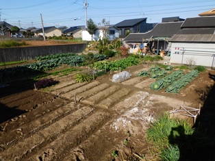 １２月最初の日曜日、令和７年１２月７日／現在のほ場遠景