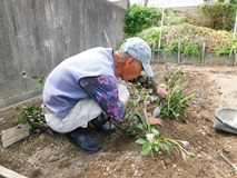 越冬していたハンダマを移植