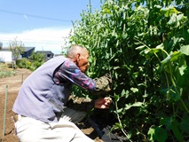 エンドウご飯用にグリンピースを収穫