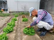 リーフレタスを収穫