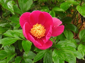 柿の木の下に花言葉が「恥じらい・はにかみ・謙遜・つつましさ」のシャクヤクの花が咲き出しました