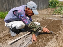 サトイモの種芋を植え付け