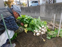 甘味が増してきたカブを収穫
