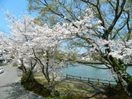 周囲の桜と天神池