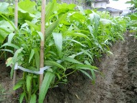 暑さに強い脇芽をかぐ夏野菜