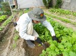 間引きを兼ね中耕／２３年１０月