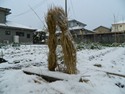 サトイモ保存のこもに積もる平成２４年の雪