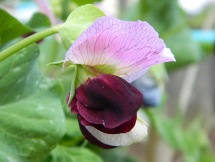 蝶形花の美しいエンドウの花