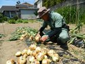 上天気の畑での収穫の様子