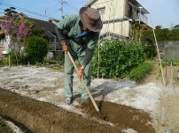 よく土と混ざるようにと鍬を用い鋤込みを