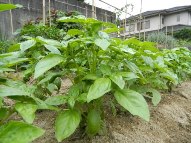 伸びた新芽を摘み取って食材に