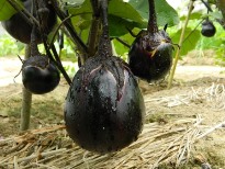 京の伝統野菜＝賀茂ナス