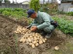 平成２６年の秋ジャガ収穫