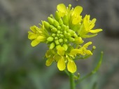 サラダからし菜の花芽