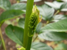 ３～６月まで自然の恵みが