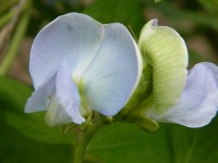 淡青尾色の花が咲きます