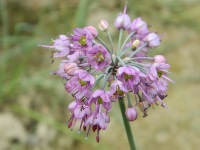 １０月末からピンクの花が咲きだしました