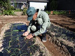 台風被害で苗入手に苦労した苗の植え付け