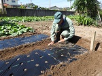 元肥を施し穴あきマルチで畝を覆い植え付け畝の準備を