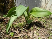 幻の山菜と呼ばれる行者にんにく