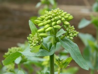 幻の野菜＝のらぼう菜の蕾