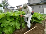 引き継いだ鉄棒を使ってのミニゴボウの収穫