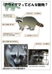 鹿県ＨＰ内の「アライグマとはを周知する画像」