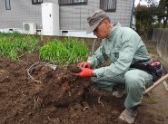 親芋の逆さ植えで一株にこれだけの子イモが