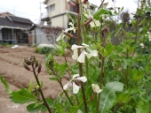 自家採種用の花芽が咲いたルッコラ