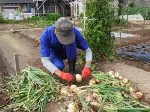 小菜園脇で収穫したタマネギのひげ根をカット