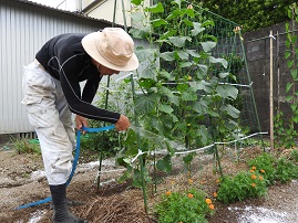 ３期作目の節成りキュウリに敷き藁の上から井戸水を定刻灌水