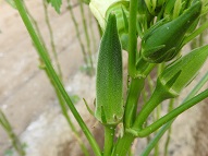 平成２８年は密植植でオクラを栽培