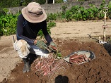 蔓を刈り取りマルチをはいでの収穫状況＝平成２８年９月