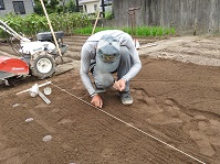 畝にビール瓶の底を押し当て印を着け５粒ずつ点播き