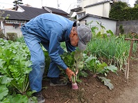 １１月中旬なます用に赤ダイコンを自ら収穫