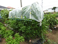 雨除けシート覆ったトマト