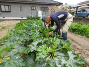 ５月中旬から２日おきに鎌を使って収穫