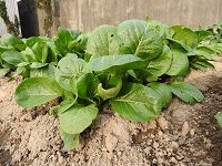 緑黄色野菜が乏しくなる冬場に生育が楽しめる冬菜