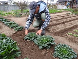 寒さが増し葉が扁平状態となってきたタアサイの収穫作業