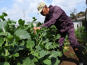 毎日　のらぼう菜の新若芽を収穫