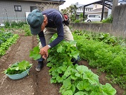 おかのりを跨いでの葉の収穫作業