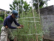 ２株残したのらぼう菜の種枝の採取