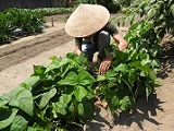 繁茂した葉をめくりインゲンマメの収穫