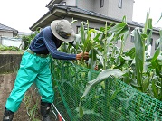 ４年ぶりに無食害の実を収穫＝平成２９年６月２５日