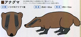 アナグマの体形