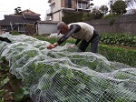 ３月になりヒヨドリからの食害を防ぐため防鳥ネットで覆う