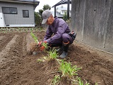 根張りしたニラの根株を掘り上げ