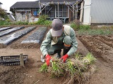 根が繁茂したニラの根株の分株作業