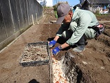 分株したニラの根の改植・植え付け作業